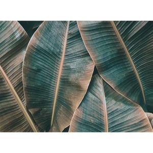 Papier peint panoramique BananaLeaves2 DD118562 A.S. Création Designwalls