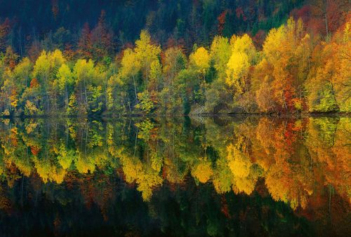 Papier peint panoramique Autumn Forest Lake DD118913 A.S. Création Designwalls