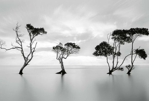 Papier peint panoramique Trees in the Still Water DD118930 A.S. Création Designwalls