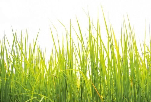 Papier peint panoramique High Grass DD119027 A.S. Création Designwalls