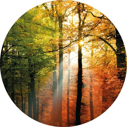 Papier peint panoramique Golden Autumn DD119191 A.S. Création Designwalls