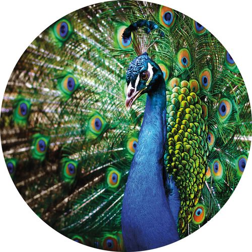 Papier peint panoramique Beautiful Peacock DD119198 A.S. Création Designwalls