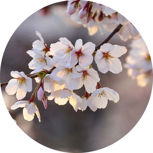 Papier peint panoramique Cherry Blossoms DD119202 A.S. Création Designwalls
