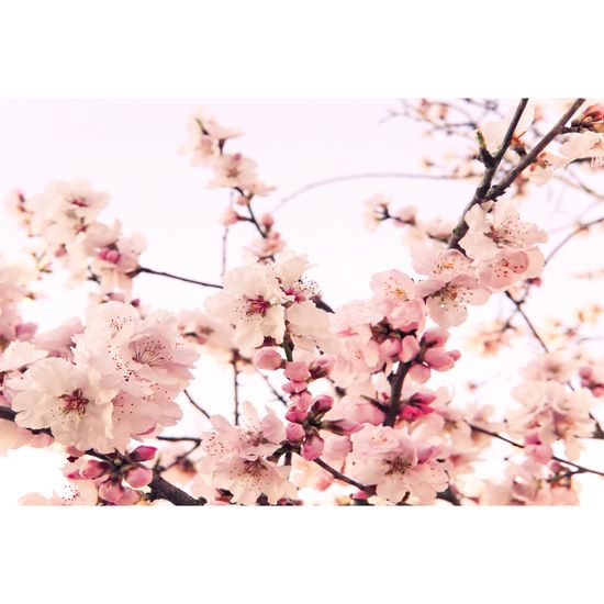 Papier peint panoramique CherryBlossom DD115073 A.S. Création XXL 5