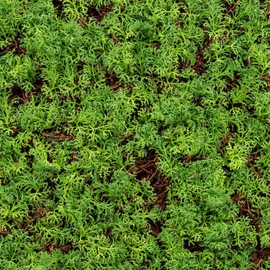 Flora nature design "Thuja Arbre à Thé" |52 x 52 cm